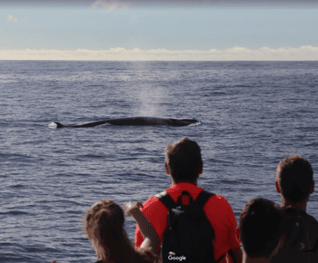 La Palma: 3-stündiges Delfin- und Walbeobachtungserlebnis