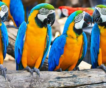 Vanuit Iquitos: 3-daagse avontuurlijke jungletrip in de Amazone