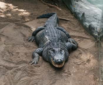 Billet d'entrée au zoo du parc Cocodrilo