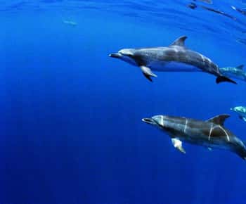 Terceira: Halbtägige Delphin- und Walbeobachtungstour