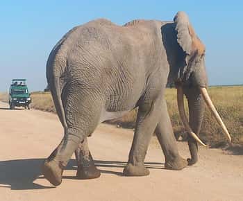DAY TRIP AMBOSELI PARK FROM NAIROBI AND MASAI VILLAGE.