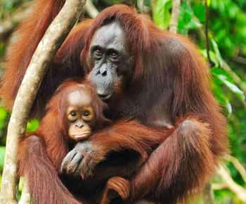 Vanuit Medan: Dagtrip Nationaal Park Mount Leuser