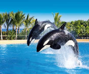 Biglietti d'ingresso combinati per il Loro Parque e il Siam Park