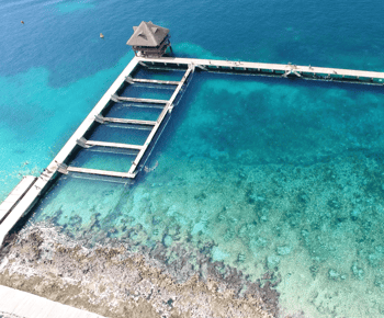 Cozumel: Delfin Royal Swim i interakcja z manatem