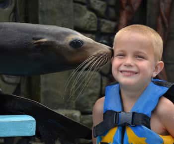Cozumel: Zeeleeuwenprogramma in Chankanaab Beach Adventure Park