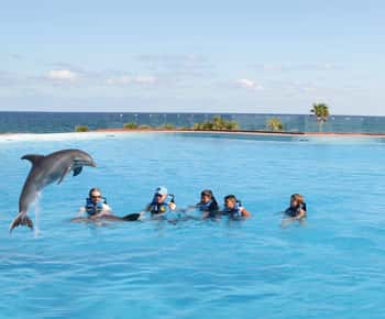 Akumal: ontmoeting met dolfijnen