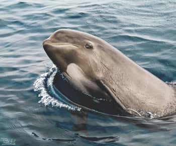 Tarifa: Whale & Dolphin Watching in the Strait of Gibraltar