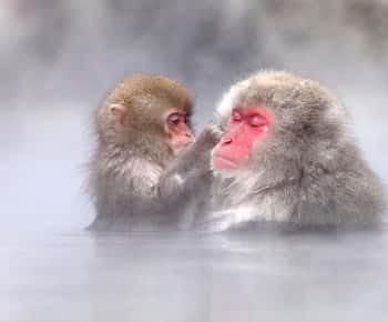 Nagano: Snow Monkeys, Zenkoji Temple & Sake Day Trip
