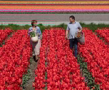Amsterdam: visita alla fattoria dei tulipani, Keukenhof e crociera tra i mulini a vento