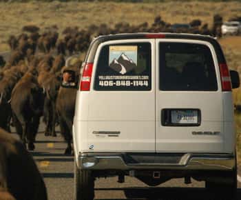 From West Yellowstone: Lamar Valley Wildlife Tour by Van
