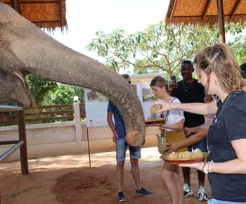 Samui: Fôringsprogram på Elephant Home Nursery