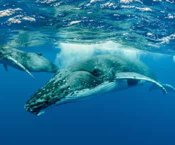 Moorea: Whale Swimming Boat Trip