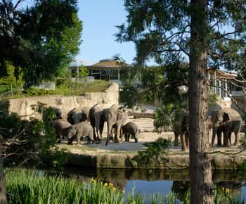 Billet d'entrée au zoo et à l'aquarium de Cologne