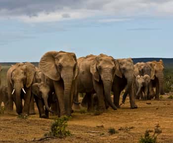 Full-Day All Inclusive Safari with Traditional Braai Lunch