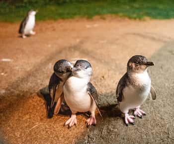 From Melbourne: Phillip Island Penguin Parade Express Tour