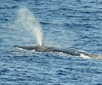 Savona: Excursão guiada de observação de cetáceos pelo Santuário de Pelagos