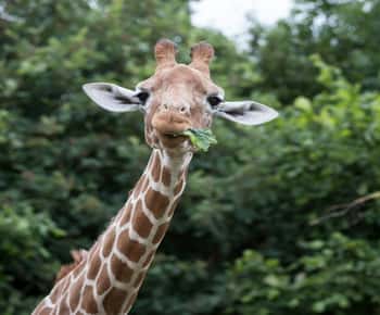 Toegangskaart voor de Whipsnade Zoo voor een hele dag