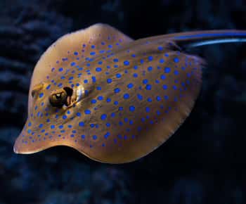 Guided Twilight Tour of the Aquarium