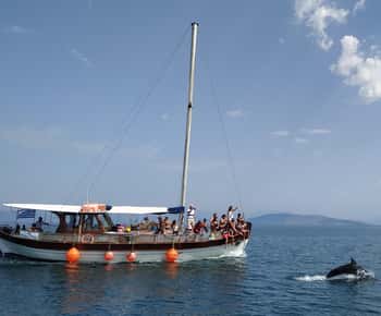 Preveza: Dolphin Watching Cruise with Lunch and Drinks