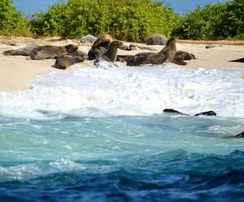 Galapagos: 4 Days Santa Cruz & Bahia Tour with Full Board