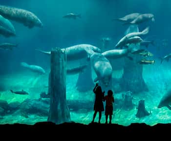 River Wonders Entry Ticket