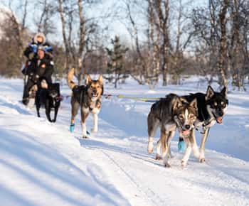 Från Tromsö: Roligt och enkelt hundspannsäventyr