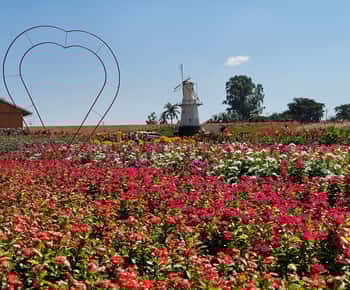 São Paulo: Passeio de um dia com guia para a fazenda de flores coloridas de Holambra