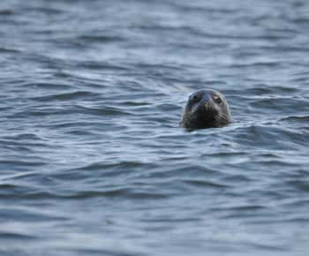 Baabe em Rügen: Cruzeiro de observação de focas no Báltico