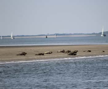 Amsterdã: Safari de focas de meio dia em Waddensea, Patrimônio da UNESCO