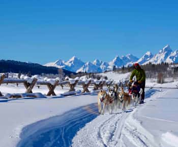 Jackson Hole: passeio de trenó puxado por cães com chocolate quente
