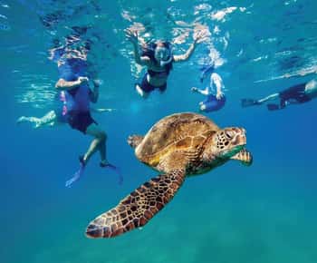 Ocean Reef Snorkeling and Paddleboarding