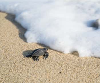 Puerto Escondido: Schildpadden loslaten