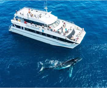 Bundaberg: Whale Watching Sightseeing Cruise with Lunch