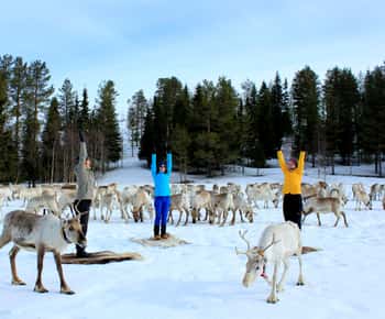 Rentier-Yoga in Kuusamo