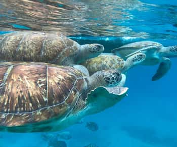 São Vicente: Snorkel with Sea Turtles Adventure