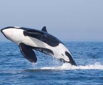 Tarifa: Orca, Whale and Dolphin Watching Boat Experience