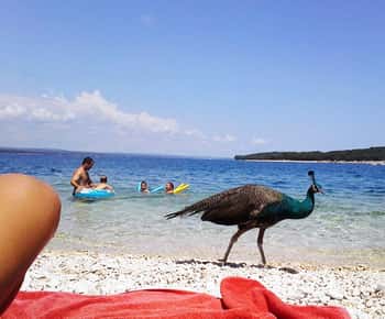 De Pula: Paragem na ilha e cruzeiro de um dia no Parque Nacional