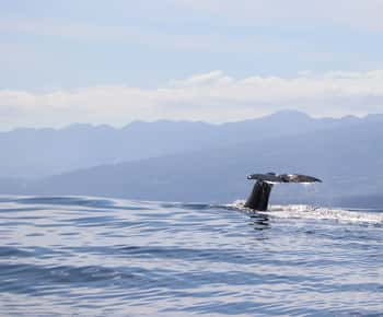 Horta: Whale and Dolphin Watching Expedition