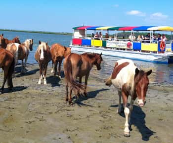 Fra Chincoteague Island: Assateague Island Boat Tour
