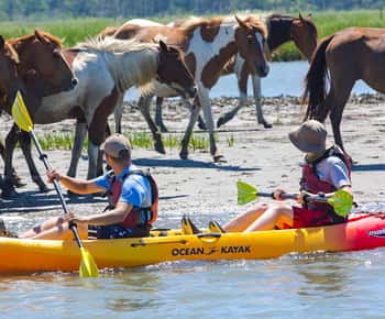 From Chincoteague: Guided Kayak Tour to Assateague Island