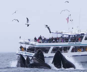 Monterey: Whale Watching Tour with A Marine Guide