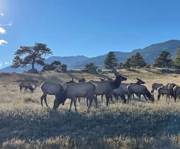 Estes Park : visite guidée du rut des wapitis