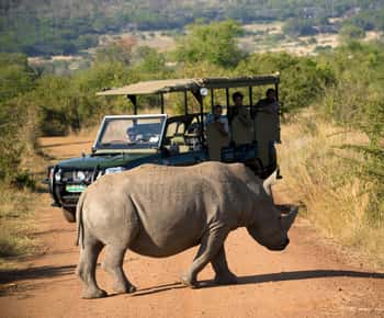 Johannesburg: Safaris & wildlife activities