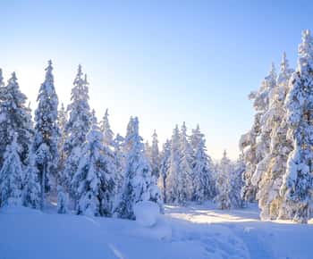 Rovaniemi: Wycieczka po dzikiej przyrodzie