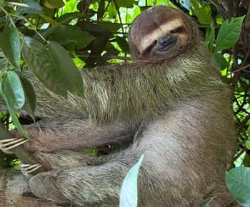 Manuel Antonio National Park: Guided Tour with ENTRANCE INCLUDED