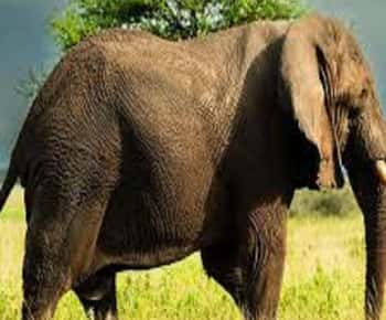 Arusha: Tarangire National Park One-Day Trip