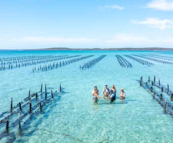 Bahía de Coffin: Tour en barco por la granja de ostras con vadeo y 12 ostras