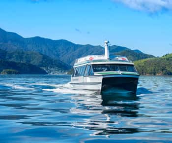 Picton: Queen Charlotte Sounds Sightseeing Cruise