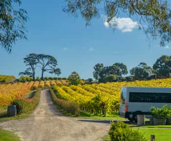 Península de Fleurieu: Experiencia en la Bodega McLaren Vale