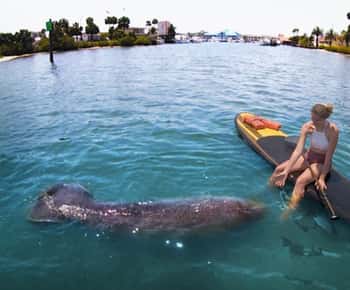 Daytona Beach: spływ kajakowy z przewodnikiem lub wiosłowanie na stojąco